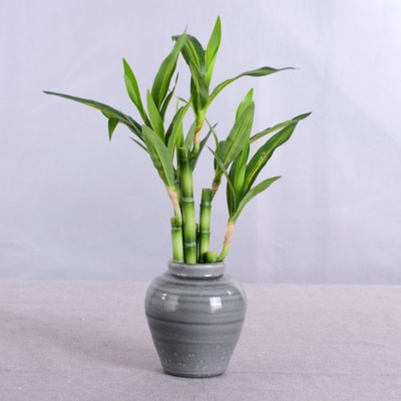New 40cm rFtificial Lucky Bamb - Aquarium Marine Plants recensie en prijs