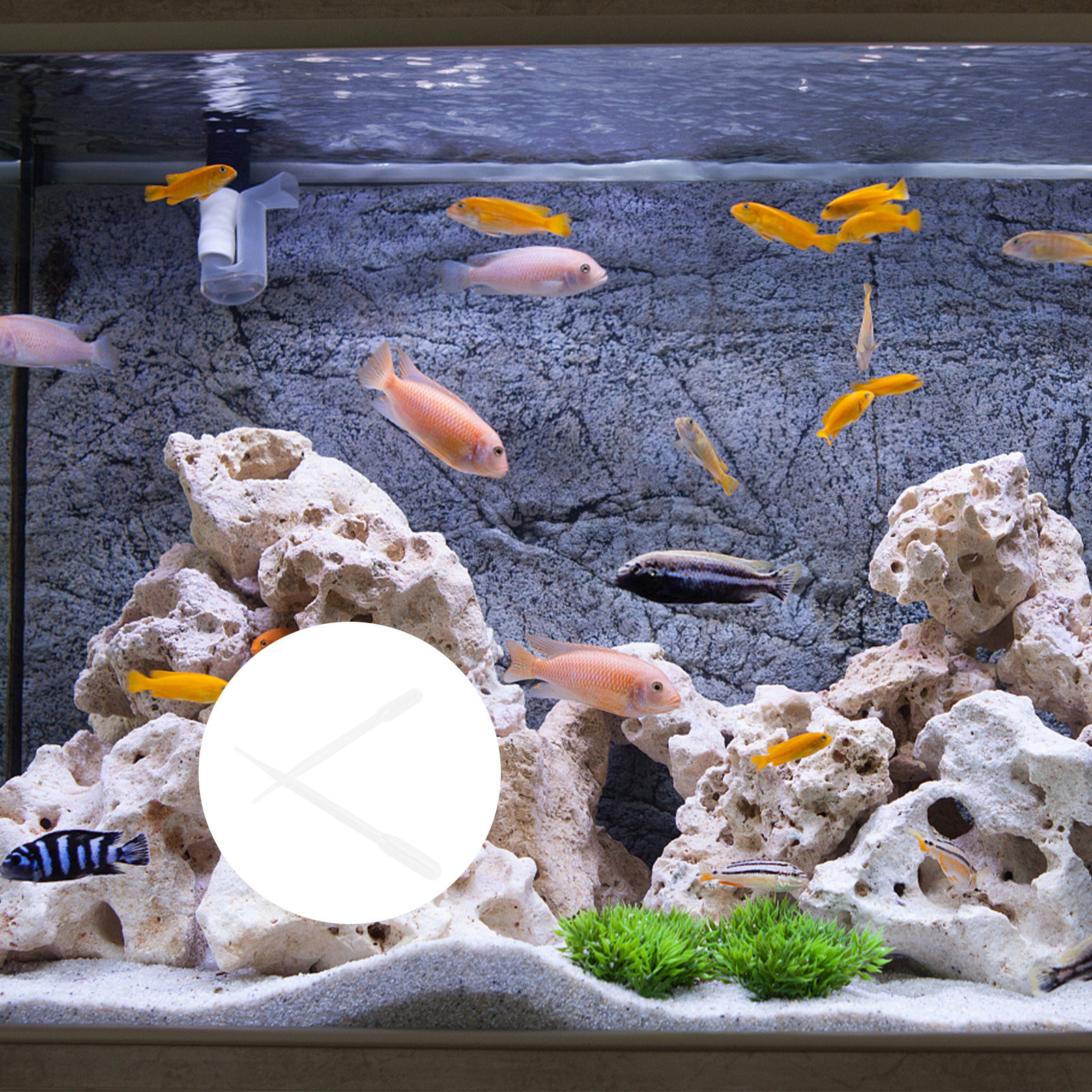10Pcs Absorbent Syringe Coral  - Marine Aquarium Youtube recensie en prijs