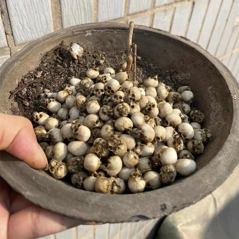 Mini Skull High Quality Miniat - Aquarium Marine Plants recensie en prijs